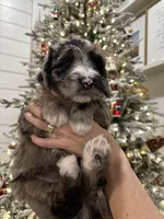 Poppy, a female Sheepadoodle for sale in Richland, WA – Photo 4 of 8
