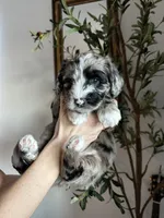 Poppy, a female Sheepadoodle for sale in Richland, WA – Photo 1 of 8