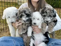 Poppy, a female Sheepadoodle for sale in Richland, WA – Photo 2 of 8
