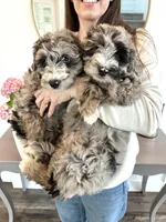 Poppy, a female Sheepadoodle for sale in Richland, WA – Photo 7 of 8