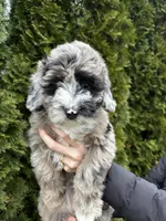 Poppy, a female Sheepadoodle for sale in Richland, WA – Photo 6 of 8