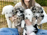Zinnia, a female Sheepadoodle for sale in Richland, WA – Photo 4 of 10