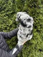 Zinnia, a female Sheepadoodle for sale in Richland, WA – Photo 3 of 10