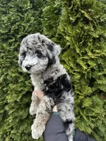 Zinnia, a female Sheepadoodle for sale in Richland, WA – Photo 2 of 10
