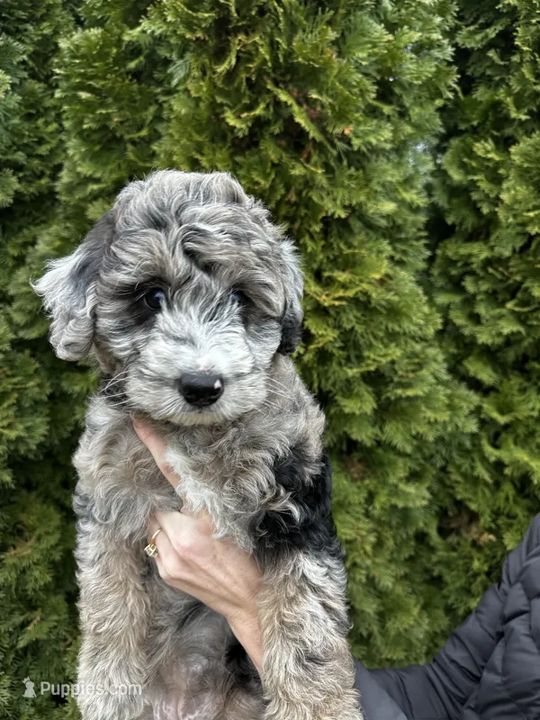 Zinnia, a female Sheepadoodle for sale in Richland, WA – Photo 1 of 10