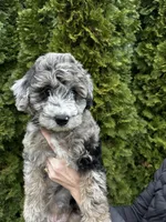 Zinnia, a female Sheepadoodle for sale in Richland, WA – Photo 1 of 10