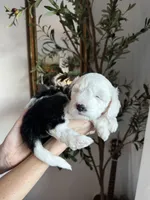 processed/4f24ab80-8a1a-4a92-9de7-4523c56622d8/listing/ec93425c-6a43-4948-bc45-31c614548ca7/85a2985b-0b11-4c72-8082-20ba1d63aa9c