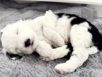 processed/4f24ab80-8a1a-4a92-9de7-4523c56622d8/listing/ec93425c-6a43-4948-bc45-31c614548ca7/d85d9e12-8fb6-4e5b-827b-56a428952f18