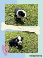 Freckles, a female Pembroke Welsh Corgi for sale in Perrin, TX – 2 of 2
