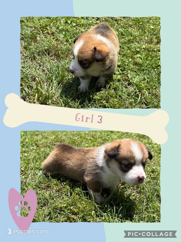 girl 3 – Pembroke Welsh Corgi puppy for sale in Perrin, TX