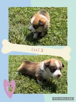 girl 3, a female Pembroke Welsh Corgi for sale in Perrin, TX – 1 of 1