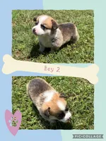 Teagan, a male Pembroke Welsh Corgi for sale in Perrin, TX – 1 of 1
