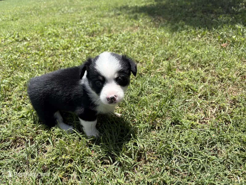 Freckles – Pembroke Welsh Corgi puppy for sale in Perrin, TX
