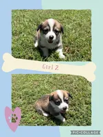 girl 2, a female Pembroke Welsh Corgi for sale in Perrin, TX – 1 of 1