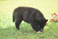 Anayah, a female Siberian Husky for sale in Pearson, GA – 2 of 6