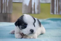 Sera , a female Miniature Schnauzer for sale in Pearson, GA – 2 of 3