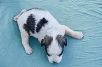 Sera , a female Miniature Schnauzer for sale in Pearson, GA – 3 of 3