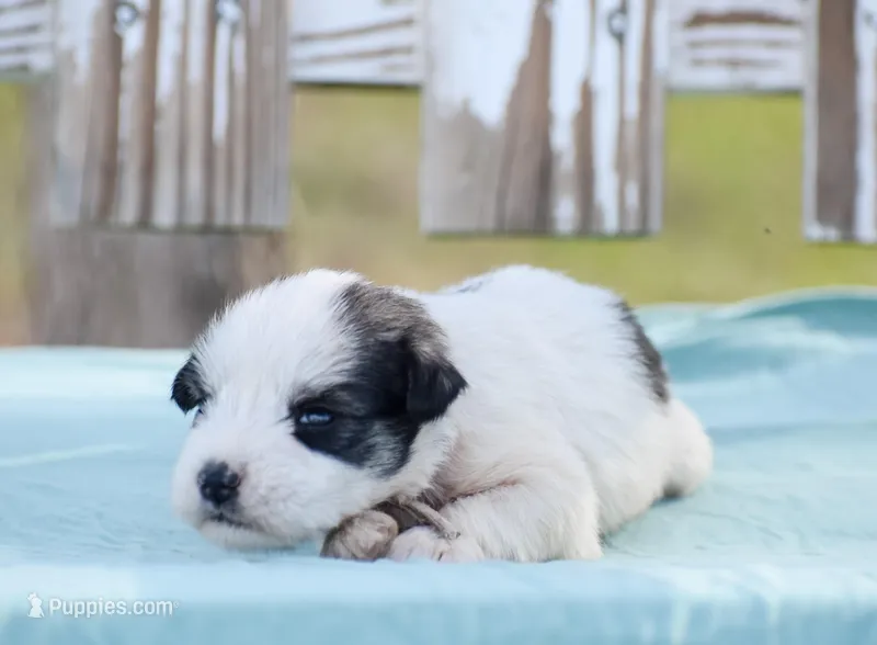 Sera  – Miniature Schnauzer puppy for sale in Pearson, GA