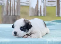Sera , a female Miniature Schnauzer for sale in Pearson, GA – 1 of 3