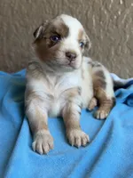 Kyri, a female Australian Shepherd for sale in Pearson, GA – 4 of 10