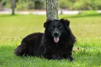 Demi, a female Australian Shepherd for sale in Pearson, GA – 7 of 8