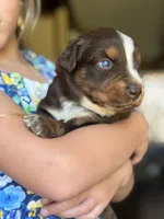 Naz , a male Australian Shepherd for sale in Pearson, GA – 2 of 9