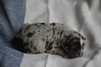 Tripp, a male Miniature Schnauzer for sale in Pearson, GA – 5 of 6