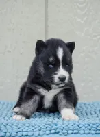 Fantum, a male Siberian Husky for sale in Pearson, GA – Photo 3 of 9