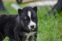 Fantum, a male Siberian Husky for sale in Pearson, GA – Photo 4 of 9