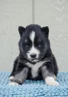 Fantum, a male Siberian Husky for sale in Pearson, GA – Photo 2 of 9