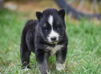 Fantum, a male Siberian Husky for sale in Pearson, GA – Photo 5 of 9