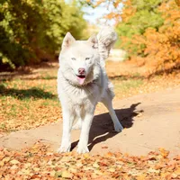 Fantum, a male Siberian Husky for sale in Pearson, GA – Photo 9 of 9