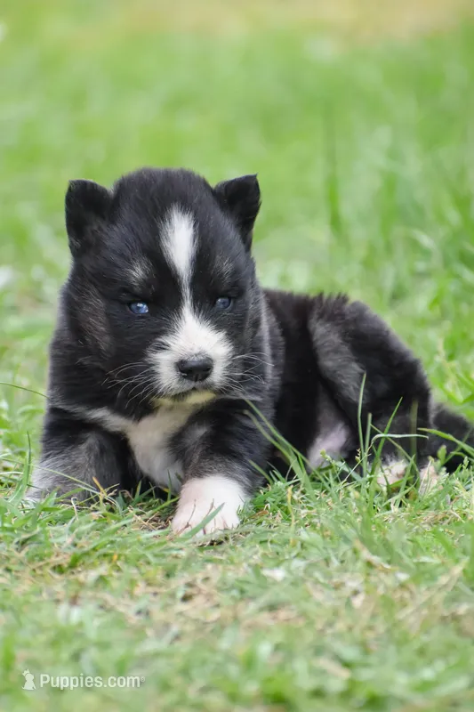 Fantum – Siberian Husky puppy for sale in Pearson, GA