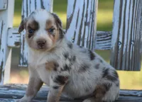 Kyri, a female Australian Shepherd for sale in Pearson, GA – 6 of 10
