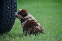 Demi, a female Australian Shepherd for sale in Pearson, GA – 3 of 8
