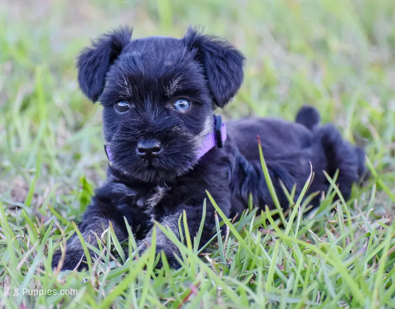 Selie – Miniature Schnauzer puppy for sale in Pearson, GA