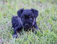 Selie, a female Miniature Schnauzer for sale in Pearson, GA – Photo 3 of 3