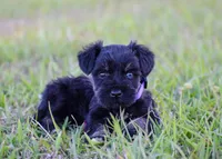Selie, a female Miniature Schnauzer for sale in Pearson, GA – Photo 2 of 3