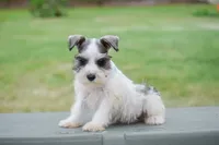Sera , a female Miniature Schnauzer for sale in Pearson, GA – 3 of 9
