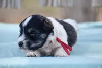 Nash , a male Miniature Schnauzer for sale in Pearson, GA – 2 of 5