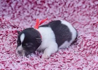 Nash , a male Miniature Schnauzer for sale in Pearson, GA – 4 of 5