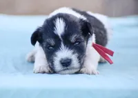 Nash , a male Miniature Schnauzer for sale in Pearson, GA – 1 of 5