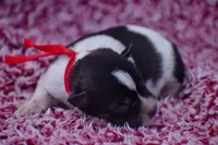 Nash , a male Miniature Schnauzer for sale in Pearson, GA – 5 of 5