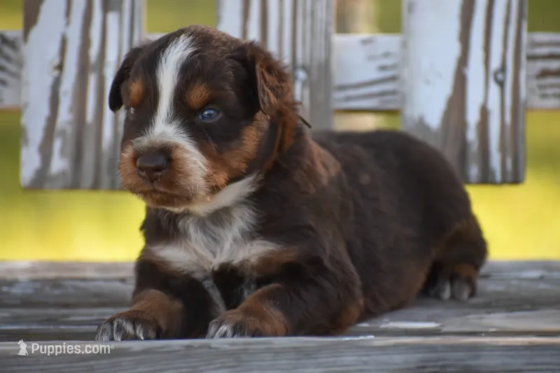 Naz  – Australian Shepherd puppy for sale in Pearson, GA