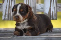 Naz , a male Australian Shepherd for sale in Pearson, GA – 1 of 9