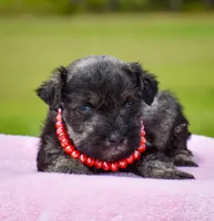 Harlee, a female Miniature Schnauzer for sale in Pearson, GA – 6 of 6