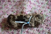 Hayes, a male Miniature Schnauzer for sale in Pearson, GA – 3 of 5