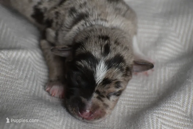 Tripp – Miniature Schnauzer puppy for sale in Pearson, GA