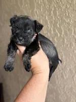 Harlee, a female Miniature Schnauzer for sale in Pearson, GA – 4 of 6