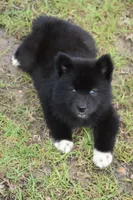 Felix, a male Siberian Husky for sale in Pearson, GA – 1 of 3